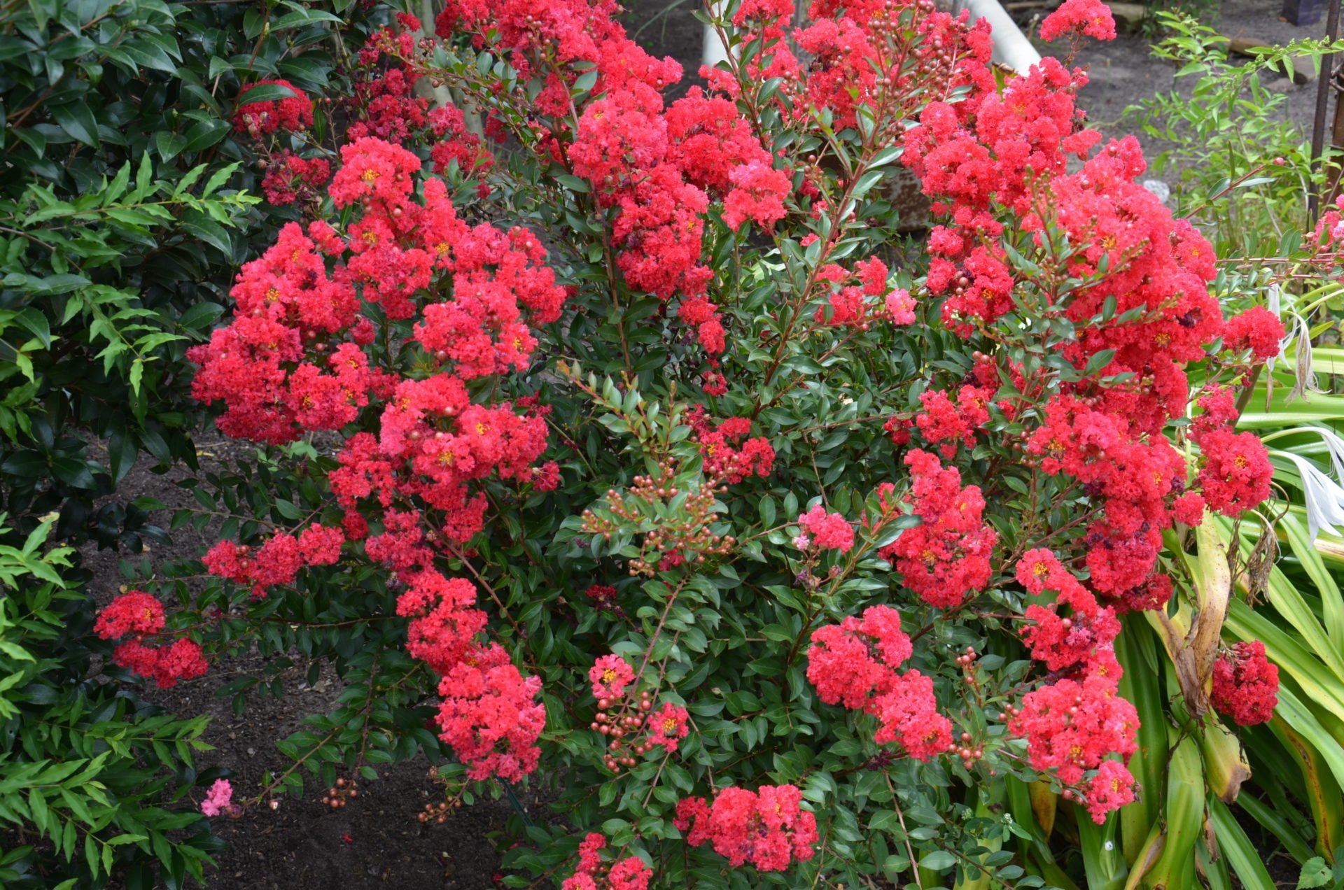 deepest red crape myrtle