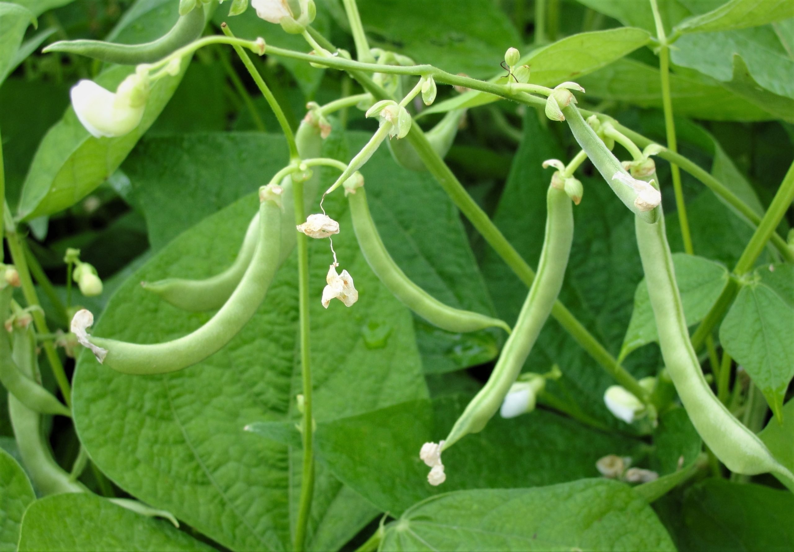 String Beans Vine