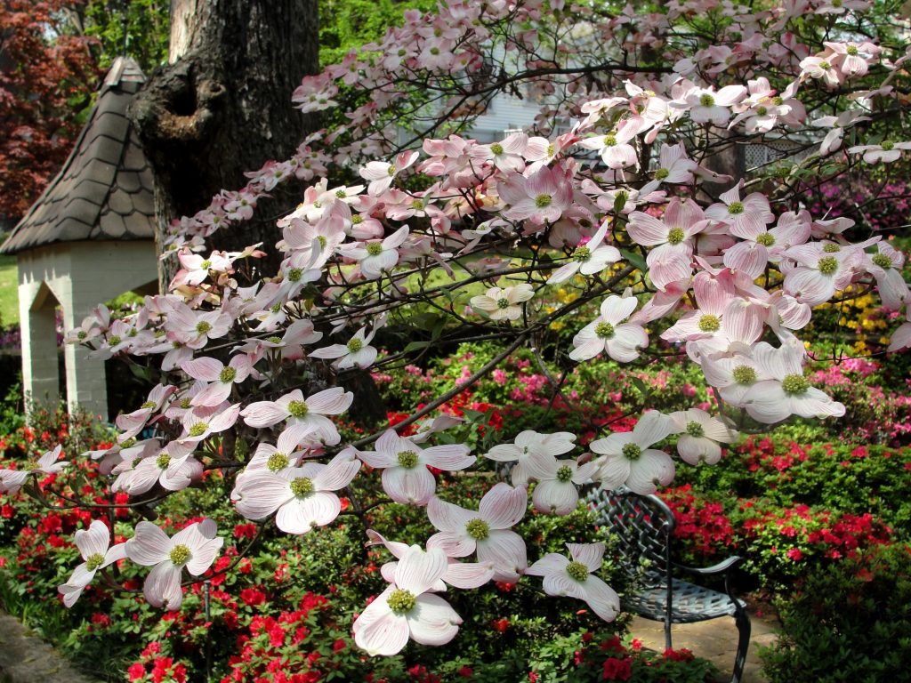 pink variegated dogwood