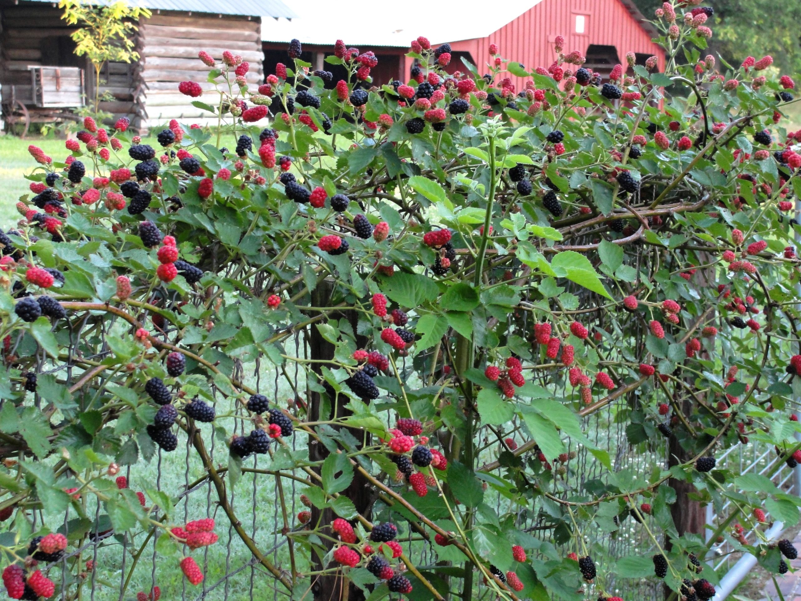 Growing Blackberries in East Texas
