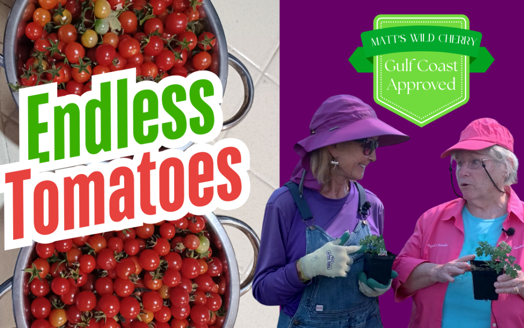 Matt’s Wild Cherry: The One Tomato Every Texas Gardener Needs